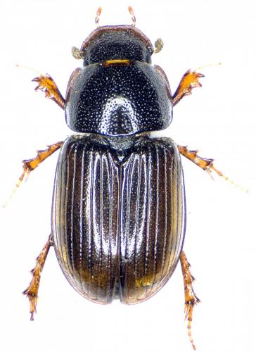 Aphodius schlumbergeri